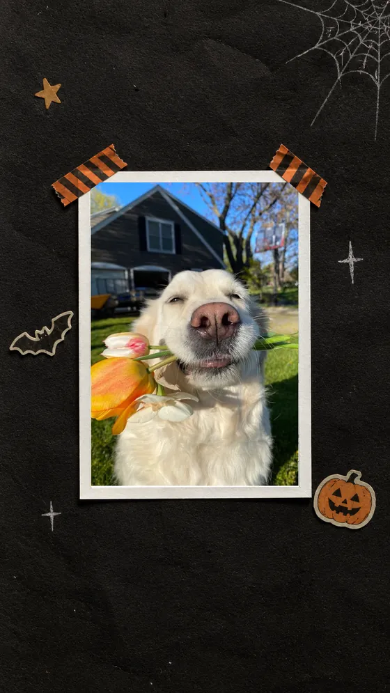The Halloween Tape frame