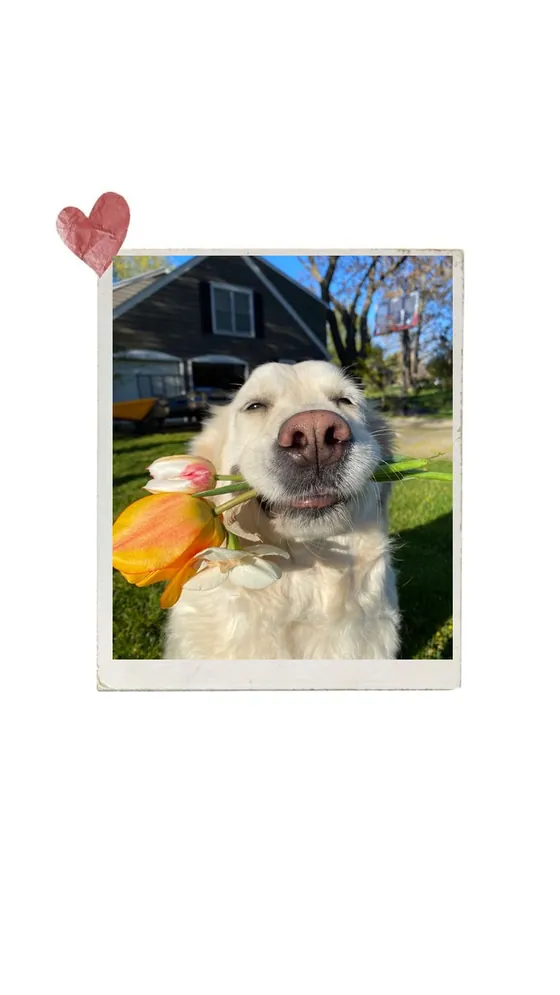 The Polaroid Heart frame